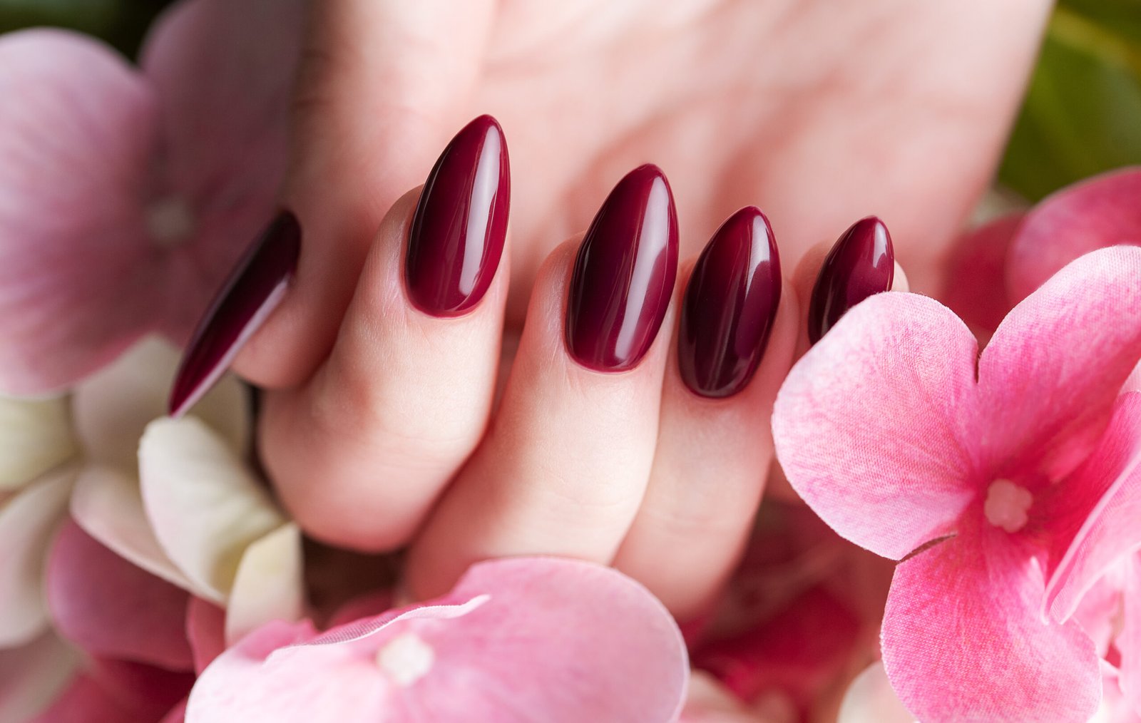 Beautiful hands of a young woman with dark red manicure on nails. Female hands holding a hydrangea flower
